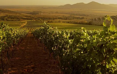 Grand Wine Tasting Tour of Eger and Tokaj