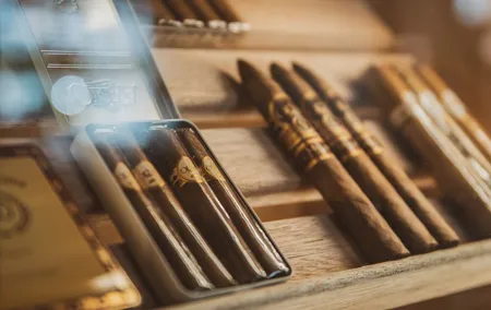 Premium Cigar Tasting Experience with Snacks in Gdańsk