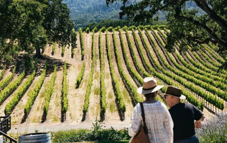 Napa and Sonoma Wine Country Full-Day Tour from San Francisco