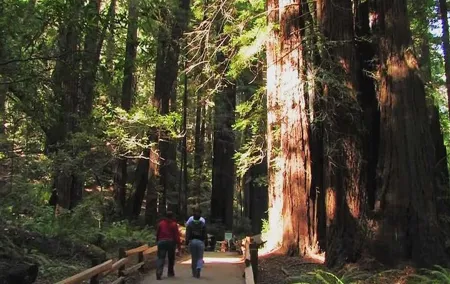 Muir Woods and Sausalito Morning Tour Small-Group Half Day