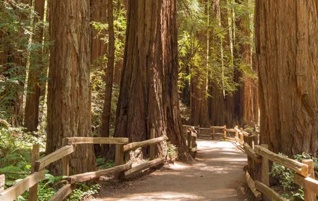 Muir Woods and Sausalito Small-Group Tour
