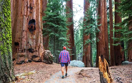 Muir Woods and Sausalito Half Day Tour