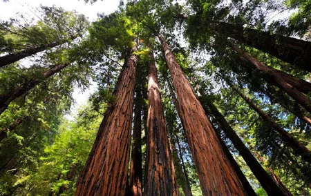 Muir Woods and Sausalito Afternoon Tour Small-Group Half-Day