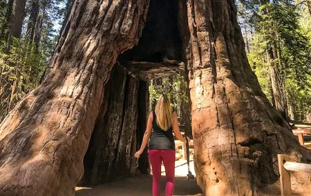 Yosemite and Giant Sequoias Day Tour