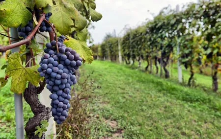 Sonoma Wine Tour with 2 Tastings Included Small-Group Half Day