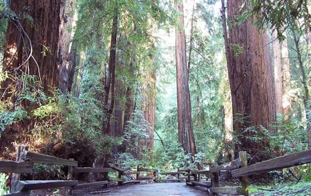 From San Francisco: Guided Tour to Muir Woods Coastal Redwoods