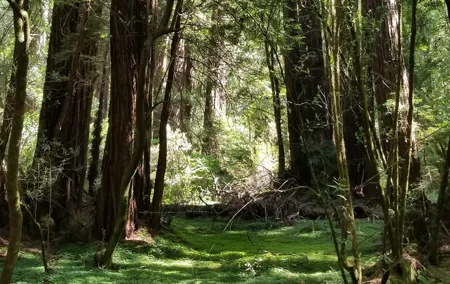 Alcatraz with Muir Woods and Sausalito Tour