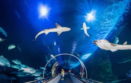 Aquarium of the Bay General Admission Ticket