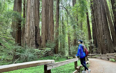 Half-Day Muir Woods & Sausalito Tour with Entry Ticket Included