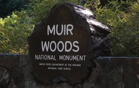 Muir Woods, Sausalito and Tiburon Day Trip from San Francisco