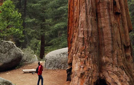 Small Group Redwoods, California Coast & Sausalito Day Trip from San Francisco