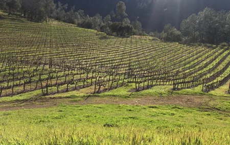 Private Group Wine Tour of Napa and Sonoma
