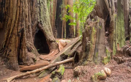 Muir Woods Self-Guided Driving and Walking Audio Tour