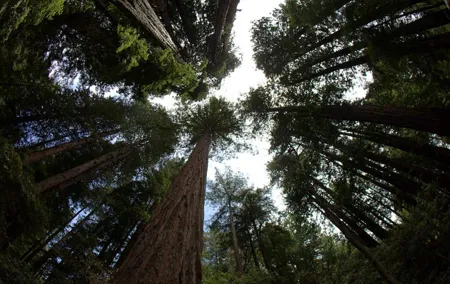 Combo Tour: Muir Woods, Sausalito and Sonoma Wine Country Tour