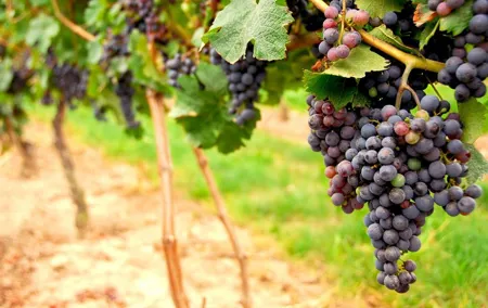 San Francisco Shore Excursion: Napa & Sonoma Full-Day Wine Tour