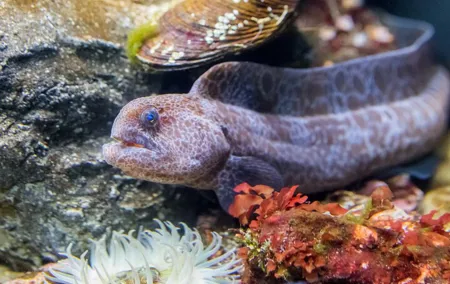 Aquarium of the Bay VIP Experience