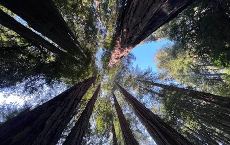 San Francisco Bay Cruise, Muir Woods and Sausalito Combo Tour