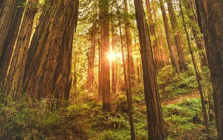 Muir Woods, Sausalito, Battery Spencer Premium Small-Group Tour