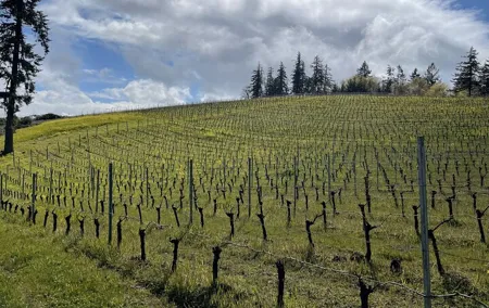 San Francisco Wine Country Tour in EV VW Van