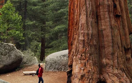 Giant Redwoods Tour Including a 5-Course Winery Lunch