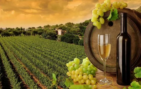 8hr-Private Wine Tour from SF & 1/2 Case of Californian wine.