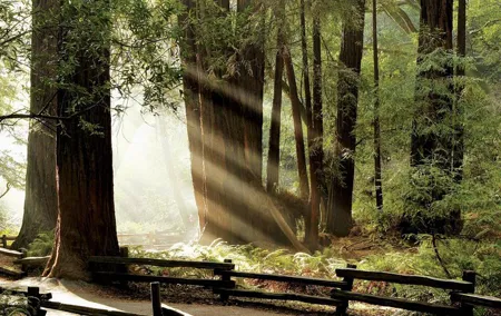 Muir Woods & Napa-8hr-Private Scenic Wine Tour From San Francisco