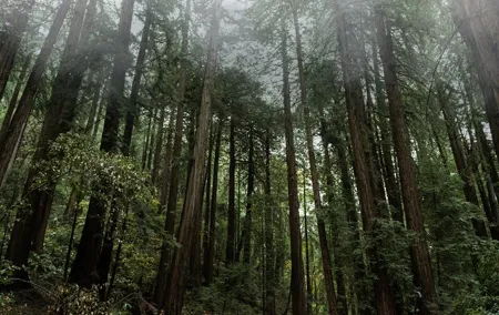 Private Muir Woods and Sausalito Half-Day Tour from San Francisco