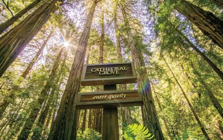 Muir Woods & Sausalito Tour + Hop-On Hop-Off Tour