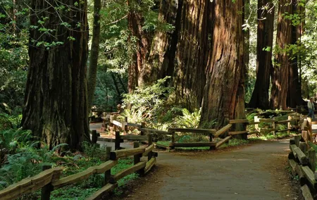 Muir Woods and Sausalito Tour (Half Day)