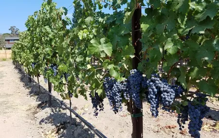 Napa Valley Wine Tasting Private Tour (6-Hour minimum)