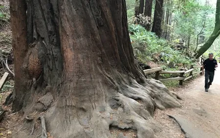 Private Muir Woods and Sausalito Half Day Tour