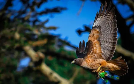 Golden Gate Park Wildlife Walking Tour