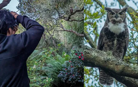 Golden Gate Park Twilight Wildlife Walking Tour