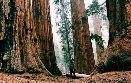 Magical Muir Woods Car Tour (Private & All-Inclusive)