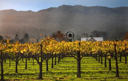 Full-Day Private Amador County Wine Tour from San Francisco