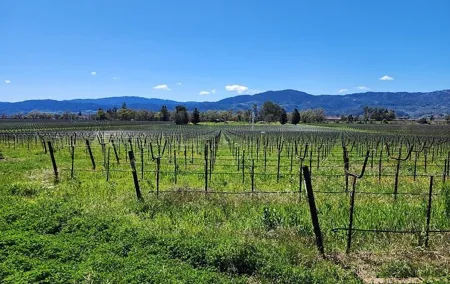 Private Champagne and Wine Tour to Sonoma and Napa