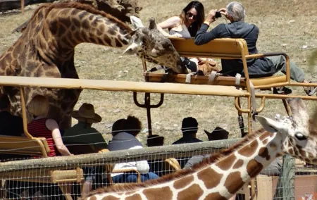 Experience our redwoods and wild Safari outdoor adventure