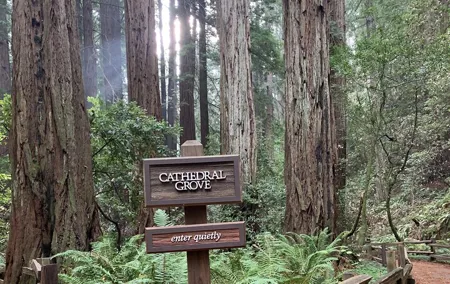 Private Tour Muir Woods and Sausalito