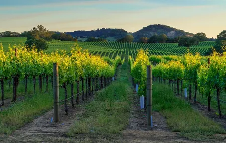 Full-Day Private Sonoma Valley Wine Tour from San Francisco