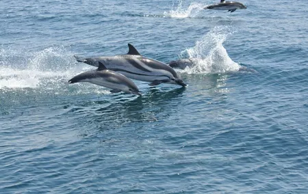 Excursion to Gibraltar with Dolphin Watching from Malaga