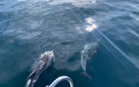 Sailing Adventure: Sailing, Dolphins and Relaxation with Drinks