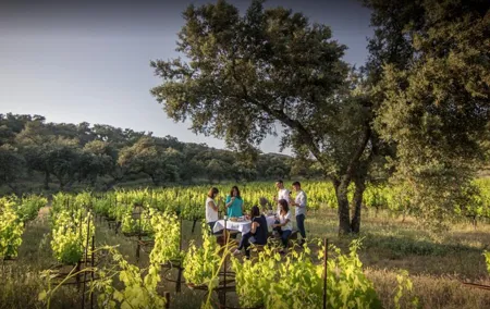 Ronda Private Full Day Wine Tour