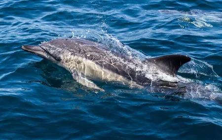 Gibraltar Sightseeing & Dolphin Watching Tour from Costa del Sol