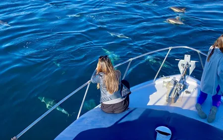 Dolphin Watching in Benalmadena