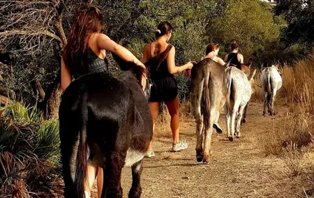Tour the Sanctuary and Walk with the Donkeys and Share their Love