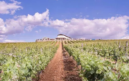Ronda Wine Tasting with Tapas in a Scenic Vineyard