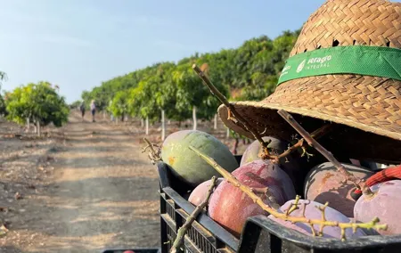 Tropical Tour: Avocado & Mango Farm - Small group and tasting