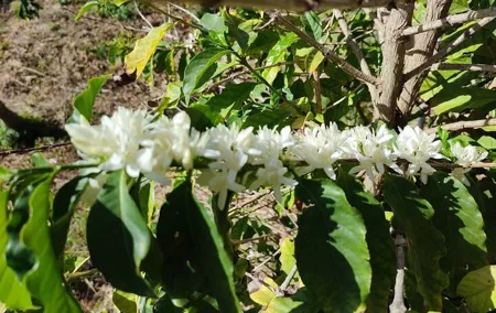 Explore our Coffee and Tropical Fruit Estate