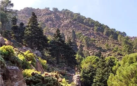 Hiking in "Escaleretas" Spanish fir forest