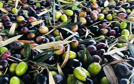 Olive Oil Tour and Tasting in Málaga